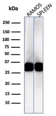 Western Blot: HLA-DR Antibody (LN-3) [NBP2-45310]