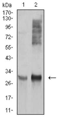 Western Blot: HLA DRA Antibody (1C11A5)BSA Free [NBP2-61863]