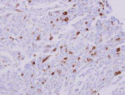 Immunohistochemistry-Paraffin: HLA DRA Antibody [NBP1-31512]