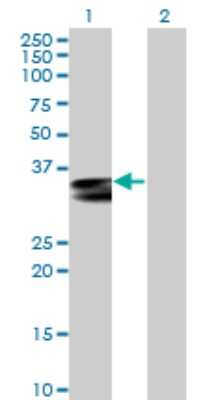 Western Blot: HLA DRA Antibody [H00003122-B01P]