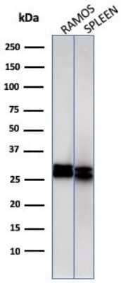 Western Blot: HLA DRB1 Antibody (HLA-DRB/1067)Azide and BSA Free [NBP2-47671]