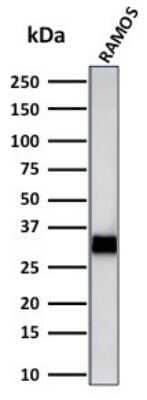 Western Blot: HLA DRB1 Antibody (LN-3 + HLA-DRB/1067)Azide and BSA Free [NBP2-47672]