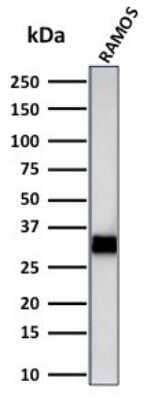 Western Blot: HLA DRB1 Antibody (LN-3 + HLA-DRB/1067) [NBP2-45316]