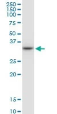 Western Blot: HLA DRB4 Antibody [H00003126-B01P]