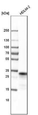 Western Blot: HLA DRB5 Antibody [NBP2-14093]