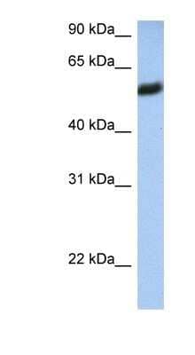 Western Blot: HLA F Antibody [NBP1-59537]