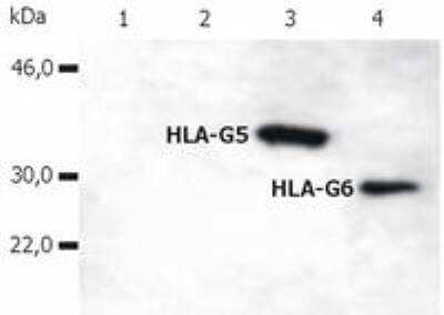 Western Blot: HLA G Antibody (5A6G7)BSA Free [NBP1-44924]