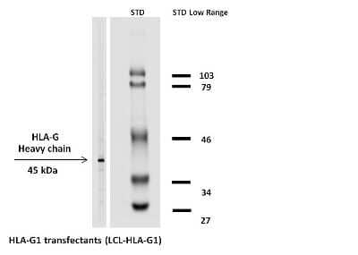 Western Blot: HLA G Antibody (MEM-G/1)BSA Free [NB500-302]