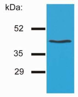 Western Blot: HLA G Antibody (MEM-G/4)BSA Free [NB500-533]