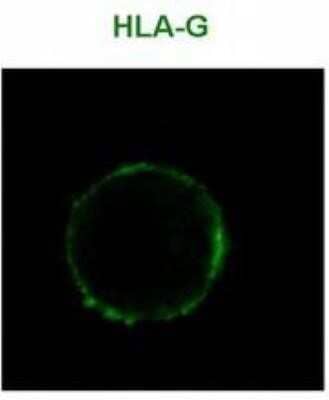 Immunocytochemistry/ Immunofluorescence: HLA G Antibody (MEM-G/9) - BSA Free [NB500-314]