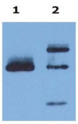 Immunoprecipitation: HLA G Antibody (MEM-G/9) - BSA Free [NB500-314]