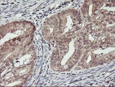 Immunohistochemistry-Paraffin: HLCS Antibody (OTI1E4) [NBP2-01859]