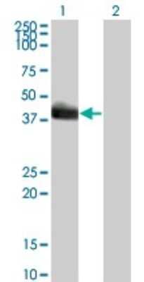 Western Blot: HLF Antibody (1F12-1C4) [H00003131-M01]