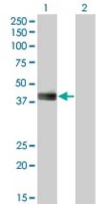 Western Blot: HLF Antibody (2C9) [H00003131-M05]