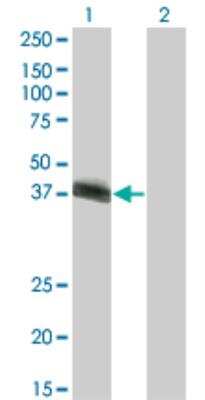 Western Blot: HLF Antibody (M1) [H00003131-M03]