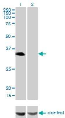 Western Blot: HLF Antibody (M2) [H00003131-M04]