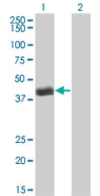 Western Blot: HLF Antibody (M2) [H00003131-M04]