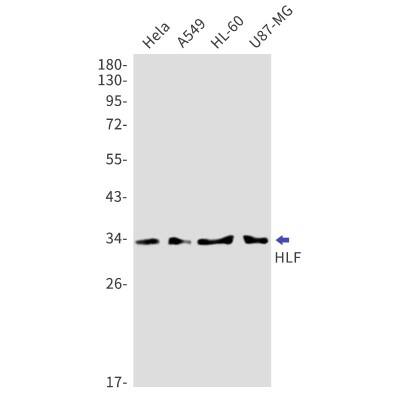 Western Blot: HLF Antibody (S02-4B7) [NBP3-19875]