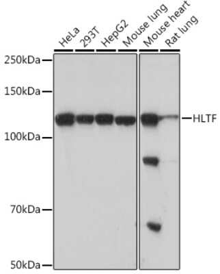 Western Blot: HLTF Antibody (8T0I2) [NBP3-16542]