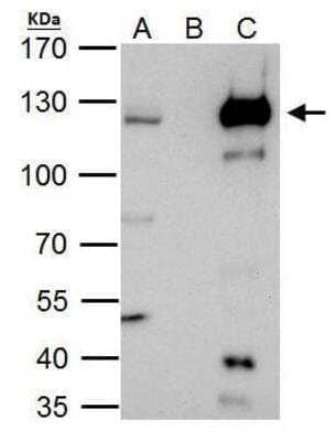 Immunoprecipitation: HLTF Antibody [NBP2-16857]