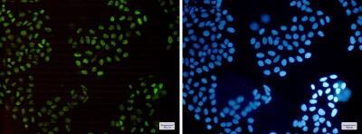 Immunocytochemistry/ Immunofluorescence: HLTF Antibody (S03-1E4) [NBP3-19653]