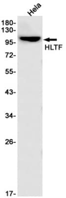 Western Blot: HLTF Antibody (S03-1E4) [NBP3-19653]