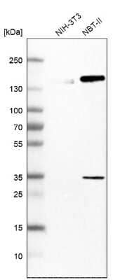 Western Blot: HLTF Antibody [NBP1-83256]