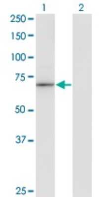 Western Blot: HLX1 Antibody (1B9) [H00003142-M05]