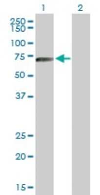 Western Blot: HLX1 Antibody [H00003142-B01P]