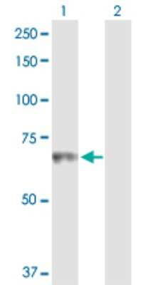 Western Blot: HLX1 Antibody [H00003142-D01P]