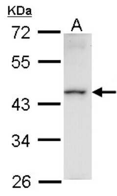 Western Blot: HMBOX1 Antibody [NBP1-31316]