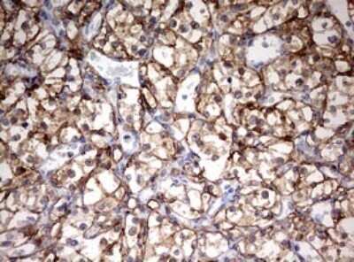 Immunohistochemistry: HMBS Antibody (OTI3F4) - Azide and BSA Free [NBP2-70894]