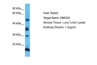 Western Blot: HMCES Antibody [NBP2-87579]