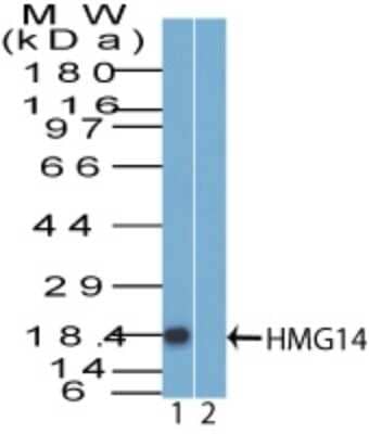 Western Blot: HMGN1/HMG14 Antibody [NBP2-14842]