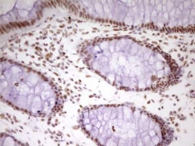 Immunohistochemistry: HMG20A Antibody (OTI2H4) [NBP2-45986]