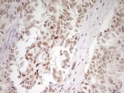 Immunohistochemistry: HMG20A Antibody (OTI2H4) - Azide and BSA Free [NBP2-71596]
