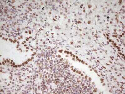 Immunohistochemistry: HMG20A Antibody (OTI2H4) - Azide and BSA Free [NBP2-71596]