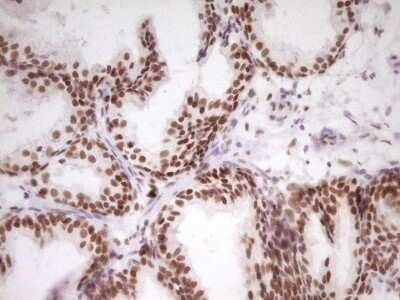 Immunohistochemistry: HMG20A Antibody (OTI2H4) - Azide and BSA Free [NBP2-71596]