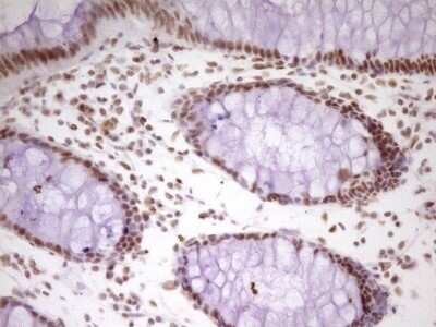 Immunohistochemistry: HMG20A Antibody (OTI2H4) - Azide and BSA Free [NBP2-71596]