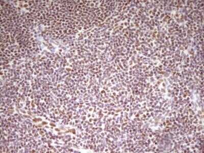 Immunohistochemistry: HMG20A Antibody (OTI2H4) - Azide and BSA Free [NBP2-71596]