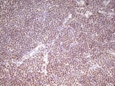 Immunohistochemistry: HMG20A Antibody (OTI2H4) - Azide and BSA Free [NBP2-71596]