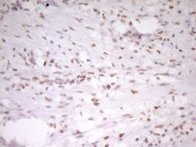 Immunohistochemistry: HMG20A Antibody (OTI2H4) - Azide and BSA Free [NBP2-71596]