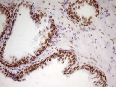 Immunohistochemistry: HMG20A Antibody (OTI2H4) - Azide and BSA Free [NBP2-71596]