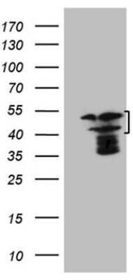 Western Blot: HMG20A Antibody (OTI2H4)Azide and BSA Free [NBP2-71596]