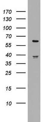 Western Blot: HMG2L1 Antibody (OTI1H10)Azide and BSA Free [NBP2-71538]