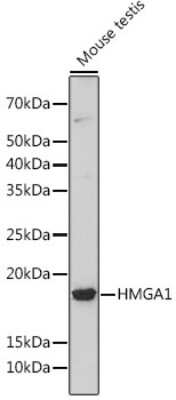 Western Blot: HMGA1 Antibody (5J0E6) [NBP3-16379]