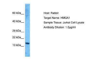 Western Blot: HMGA1 Antibody [NBP2-82251]