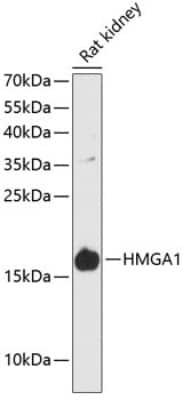 Western Blot: HMGA1 AntibodyAzide and BSA Free [NBP3-03907]