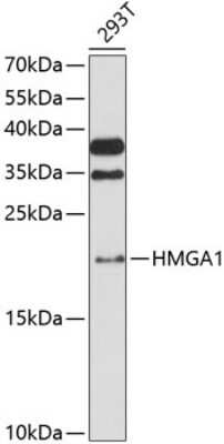 Western Blot: HMGA1 AntibodyAzide and BSA Free [NBP3-03908]