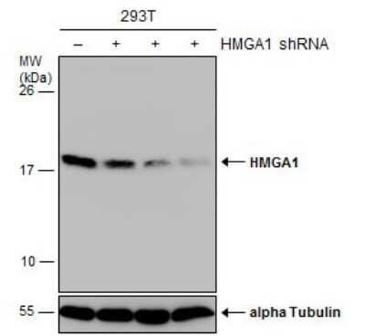 Western Blot: HMGA1 Antibody [NBP3-13068]